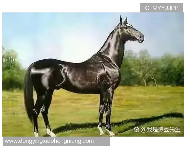 字母与足球的交汇点：那些以字母命名的足球明星们的传奇故事